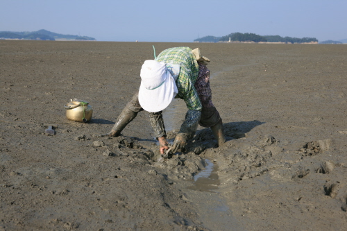 묻음낙지 5 - 뚜껑열고 낙지꺼내기 